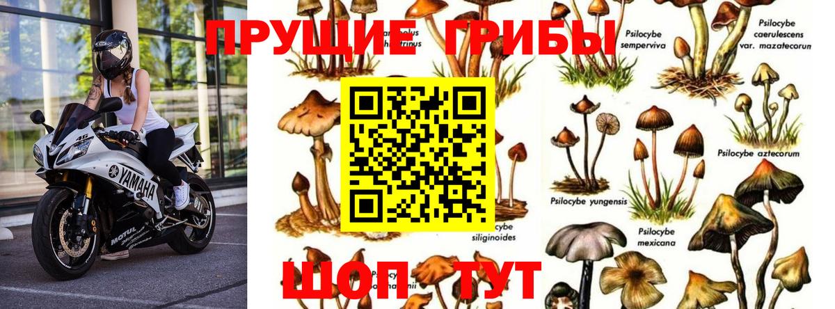 что такое   Вход с VPN  Лесозаводск  Галлюциногенные грибы Cubensis  Псилоцибиновые грибы Psilocybine cubensis 